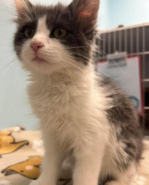 Luna, young, available for adoption