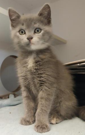 Echo, young, available for adoption