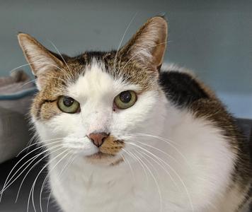 Frances, adult, available for adoption