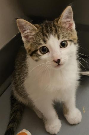 Biscotti, young, available for adoption