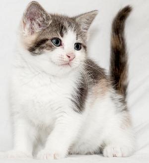 Sardi, young, available for adoption