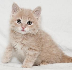 Loft, young, available for adoption