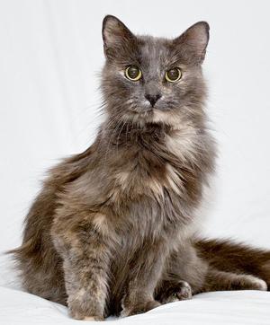 Lanai, adult, available for adoption