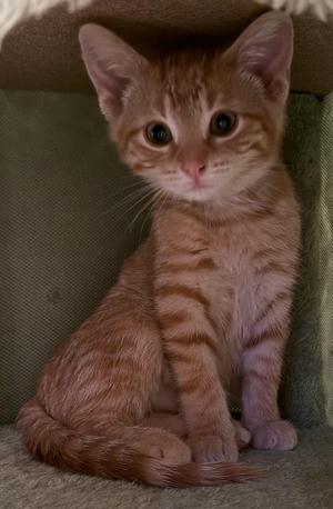 Dagwood, young, available for adoption