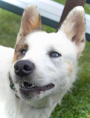 Aria, adult, available for adoption