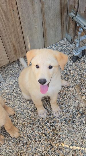 Sourdough, Shepherd, puppy, available for adoption