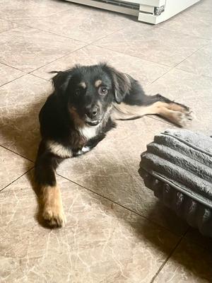 Kittle aka Trips, Australian Shepherd, young, available for adoption