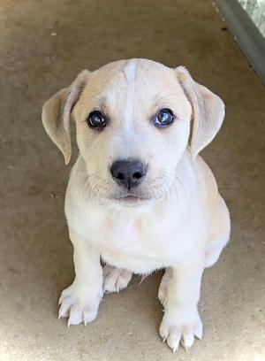 Shepherd, Pit Bull Terrier / Australian Shepherd, puppy, available for adoption