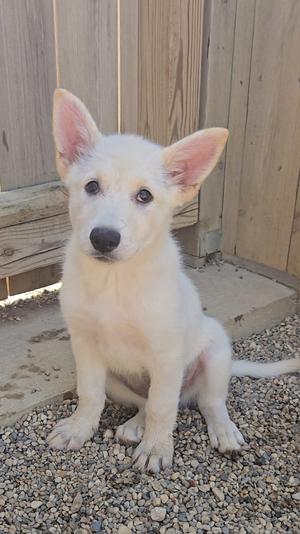 Brioche, Shepherd, puppy, available for adoption