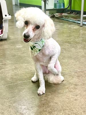 Frankie, Poodle (Miniature) / Bichon Frise, young, available for adoption