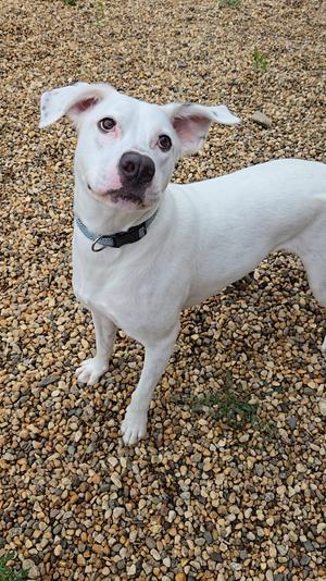Chase, Dalmatian / Boxer, adult, available for adoption