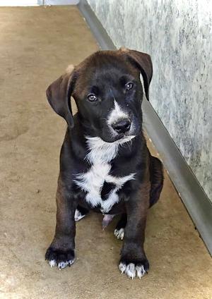 River, Pit Bull Terrier / Australian Shepherd, puppy, available for adoption