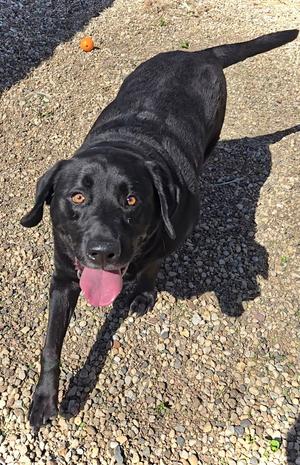 Buckey, Labrador Retriever, adult, available for adoption