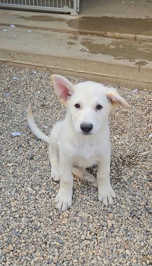 Ciabatta, Shepherd, puppy, available for adoption
