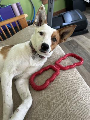 Roscoe, Australian Cattle Dog/Blue Heeler, young, available for adoption