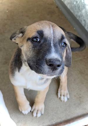 Saffron, Pit Bull Terrier / Australian Shepherd, puppy, available for adoption