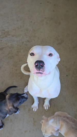 Inara, Pit Bull Terrier, adult, available for adoption