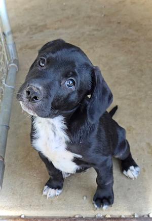 Malcolm, Pit Bull Terrier / Australian Shepherd, puppy, available for adoption