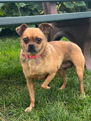 Sugar, Chihuahua / Pug, young, available for adoption