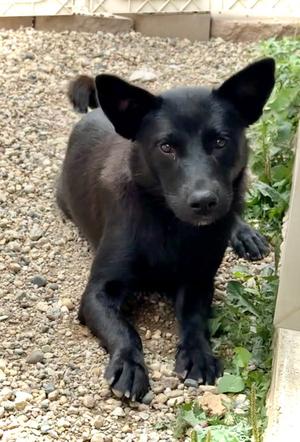 Jade, Shepherd, young, available for adoption