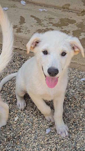 Pita, Shepherd, puppy, available for adoption