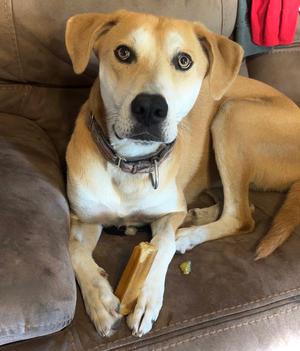 Tug, Husky / Great Dane, adult, available for adoption