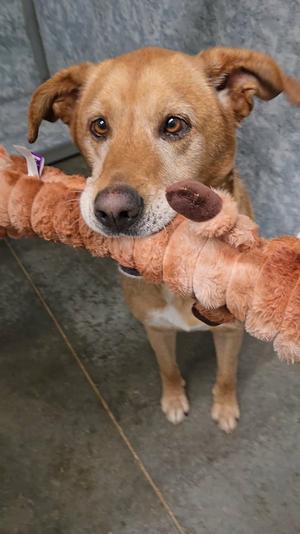 Memphis, Husky / Shepherd, adult, available for adoption