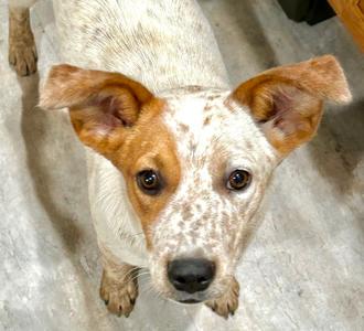 Lila, Australian Cattle Dog/Blue Heeler, young, available for adoption