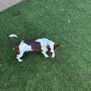 Aja, Terrier, young, available for adoption