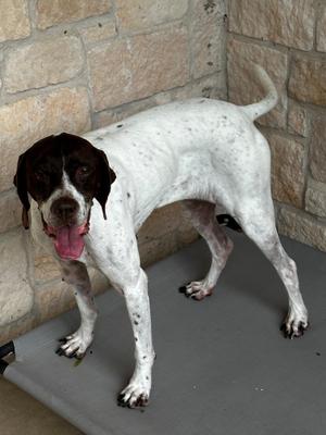 Ginger, German Shorthaired Pointer, adult, available for adoption