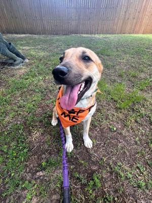 LILLITH, Mixed Breed, young, available for adoption