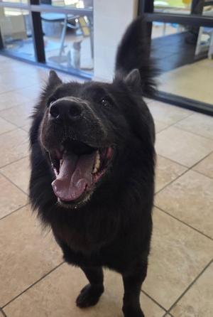 BROOK, Chow Chow, adult, available for adoption