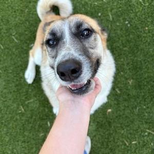 Pattie, Anatolian Shepherd, adult, available for adoption
