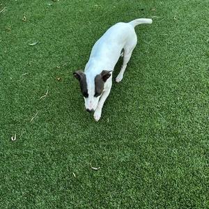 Bailey, Terrier, young, available for adoption