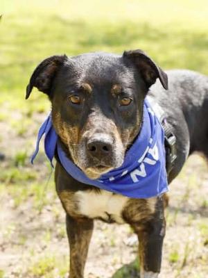 BANDIT, Mixed Breed, adult, available for adoption
