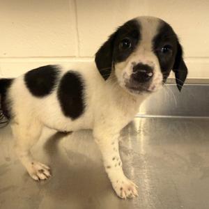 Daisy, Hound, available for adoption