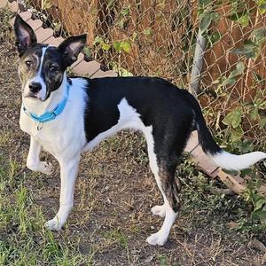 Chichi, Shepherd, young, available for adoption