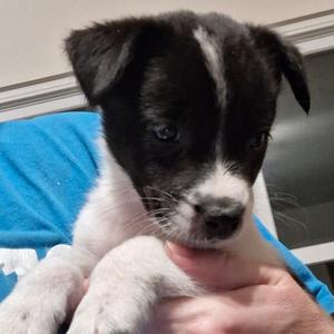 Beans, Shepherd, available for adoption