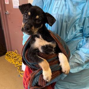 Anastasia, Shepherd, available for adoption