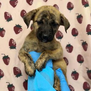 Butterfly, Retriever, Labrador, available for adoption