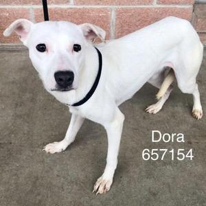 White dog named Dora standing on a concrete surface, wearing a black collar.