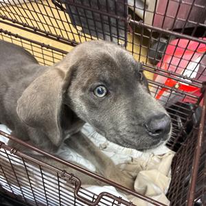 Ash, Mastiff, available for adoption