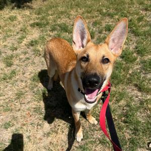 Bluey, Shepherd, young, available for adoption