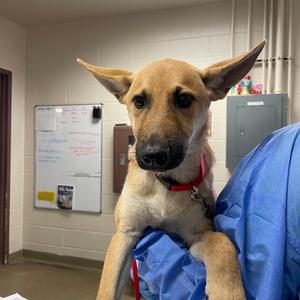 Bluey, Shepherd, young, available for adoption
