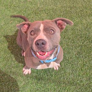 A brown and white dog with a blue collar is sitting on green grass, looking up at the camera with its mouth open and tongue out.