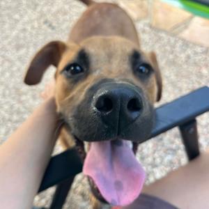 Dreamwork, Retriever, Labrador, young, available for adoption