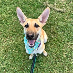 A happy dog with perked ears and a blue bandana, sitting on grass.