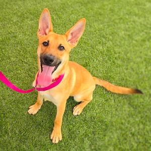 Blueberry, Shepherd, young, available for adoption