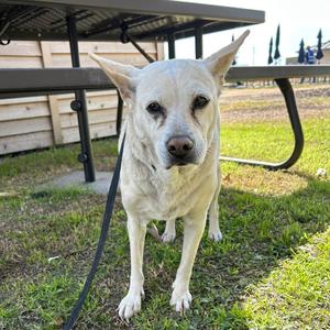 Betty White, Retriever, senior, available for adoption