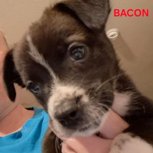 Bacon, Shepherd, available for adoption